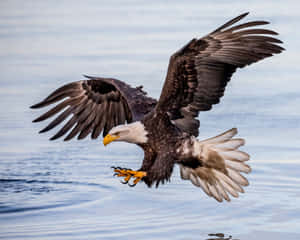 Flying Eagle Hunting In The Sea Wallpaper