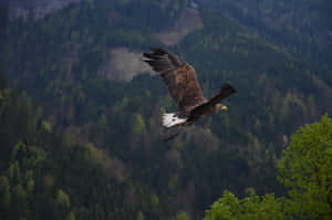 Flying Eagle Over A Forest Wallpaper