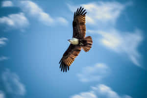 Flying Eagle Raptor Bird Specie Wallpaper