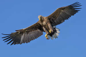 Flying Eagle With White Tail Wallpaper