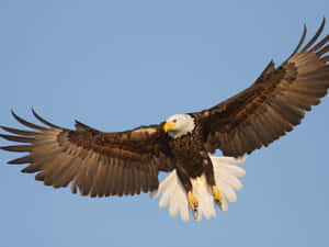 Flying Eagle With Yellow Feet Wallpaper