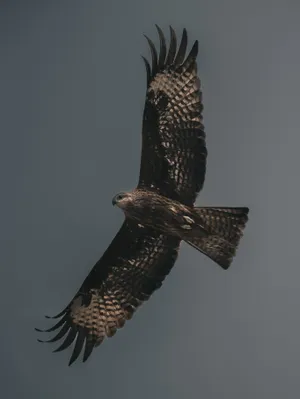 Flying Falcon In Sky Wallpaper