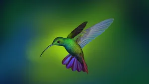 Flying Hummingbird In Digital Art Wallpaper