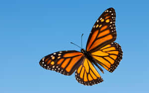 Flying Monarch Butterfly In Blue Sky Wallpaper