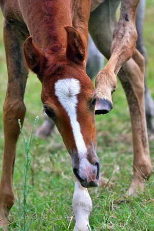 Foal Scratching Itself With Hind Leg Wallpaper