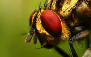 Focus Bee Insects Wallpaper