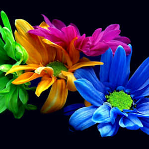 Focused Colorful Daisies Wallpaper