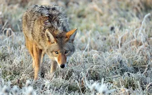 Focused Coyote Eyes Wallpaper
