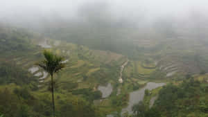 Foggy Banaue Rice Terraces In The Philippines Wallpaper