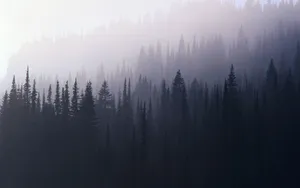 Foggy Forest Aesthetic Wallpaper