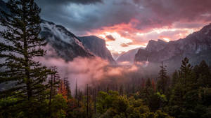 Foggy Forest Landscape Wallpaper