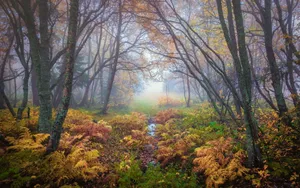 Foggy Forest Professional Desktop Wallpaper