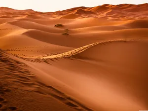 Follow The Footprints Wallpaper