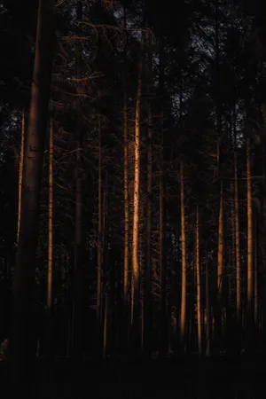 Forest Dim Wallpaper