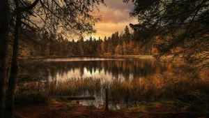 Forest Lake In Switzerland Wallpaper