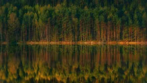 Forest Lake Trees Reflection Wallpaper