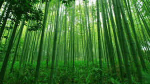 Forest Of Tall And Green Bamboo Desktop Wallpaper