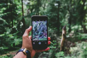 Forest Scenery Photography Via Iphone Wallpaper