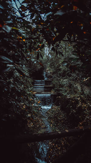 Forest Stream Jungle Iphone Wallpaper