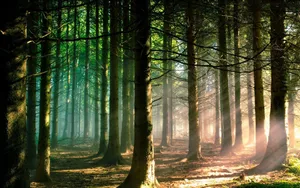 Forest Trees Sunlight Wallpaper