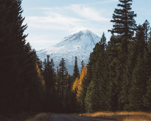 Forest With Icy Mountain Wallpaper