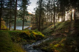 Forest With Stream Wallpaper