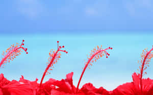 Four Red Hibiscus Flower Wallpaper