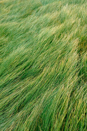 Fragment Of A Serene Landscape Of Endless Grass Wallpaper