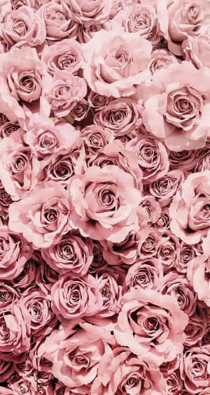 Fragrant Beauty: A Close Up Of A Soft And Delicate Cute Rose Wallpaper