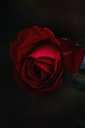 Fragrant Red Rose Bud Wallpaper