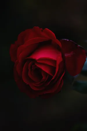 Fragrant Red Rose Bud Wallpaper