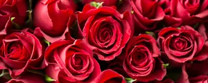 Fragrant Roses Red Ultra Wide Hd Wallpaper