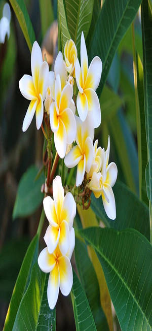 Frangipani Flower Full Hd Phone Wallpaper