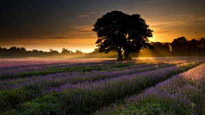 Free Image Lavender Field Wallpaper