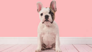 French Baby Bulldog In Pink Room Wallpaper