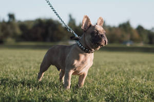 French Bulldog Standing Upright Wallpaper