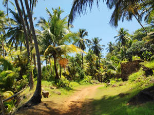 French Guiana Forest Wallpaper