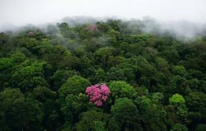 French Guiana Pink Flowers Wallpaper