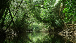 French Guiana River Jungle Wallpaper