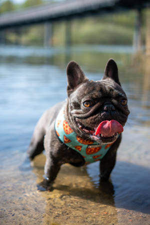 Frenchie Bulldog On Water Wallpaper