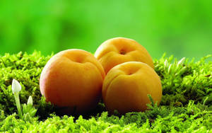 Fresh And Succulent Apricots Wallpaper