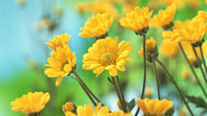 Fresh And Vibrant Yellow Flower Wallpaper