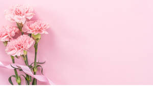 Fresh Baby Pink Carnations Wallpaper