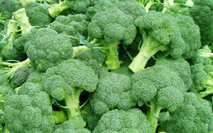 Fresh Green Broccoli Wallpaper