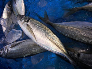 Fresh Mackerel In Ice Water Wallpaper