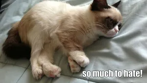 Fresh Out Of Bed And Ready To Meme Wallpaper