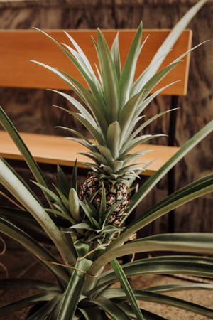 Fresh Pineapple Are Ready To Be Enjoyed Wallpaper