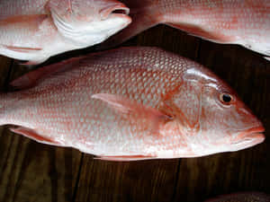 Fresh Red Snapper Fish Wallpaper