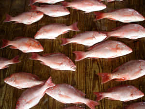 Fresh Red Snapper Fish Market Wallpaper