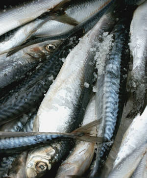 Fresh Salted Herrings Wallpaper